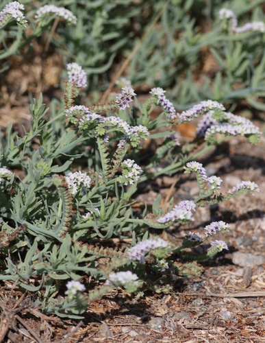 iNaturalist observation photo of alkali heliotrope