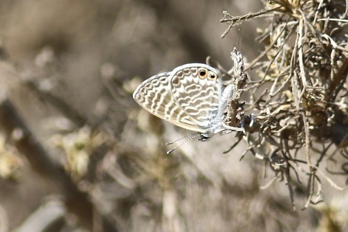 iNaturalist observation photo of Marine Blue
