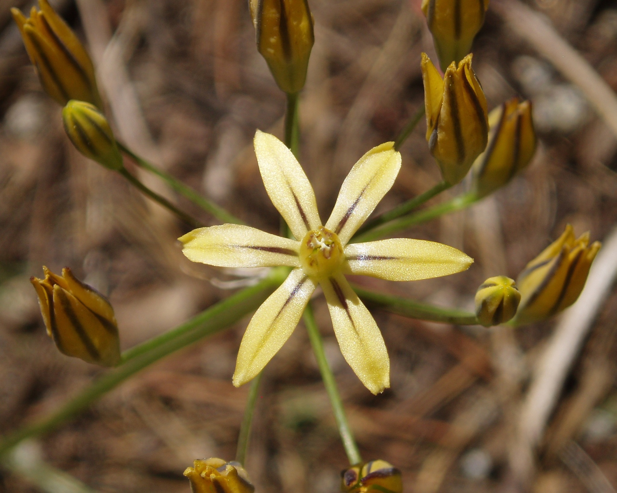 Triteleia ixioides ssp. anilina