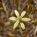 Triteleia ixioides anilina - Photo 由 Tom Hilton 所上傳的 (c) Tom Hilton，保留部份權利CC BY