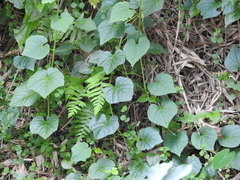 Cissus repens