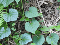 Cissus repens