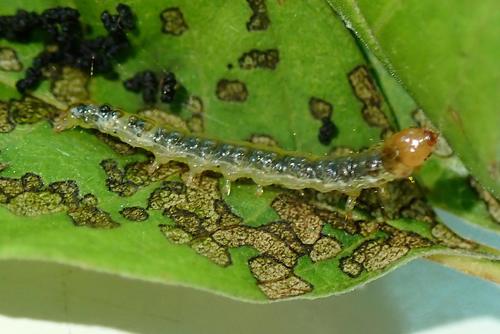 Pycnarmon cribrata
