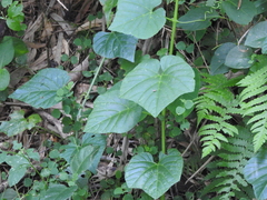 Cissus repens