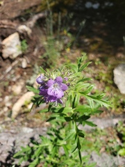 Phacelia franklinii