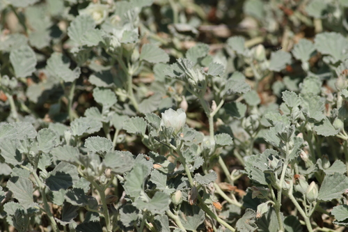 iNaturalist observation photo of alkali mallow