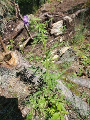 Phacelia franklinii