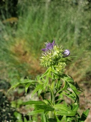 Phacelia franklinii