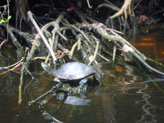 Trachemys venusta cataspila
