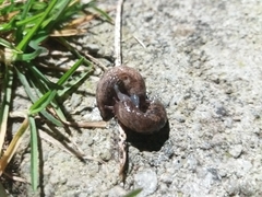 Deroceras reticulatum