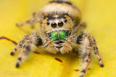 Phidippus workmani