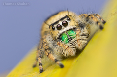 Phidippus workmani