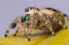 Phidippus workmani