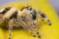 Phidippus workmani