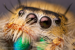 Phidippus workmani