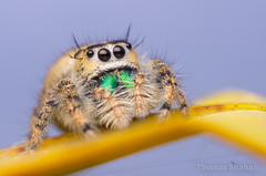 Phidippus workmani