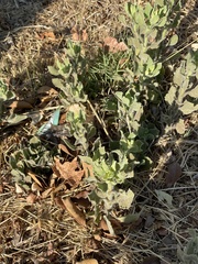 Heterotheca grandiflora