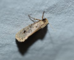 Acrolophus mortipennella