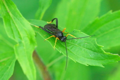 Exetastes fornicator nervulus