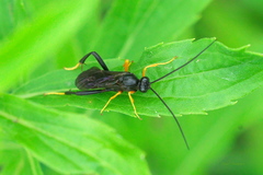 Exetastes fornicator nervulus