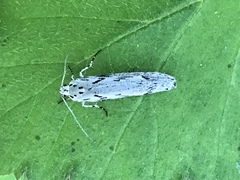 Ethmia discostrigella