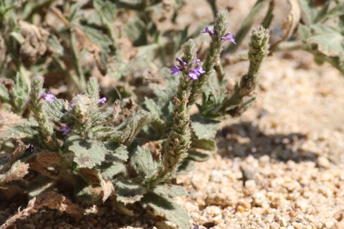 iNaturalist observation photo of western vervain
