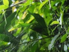 Aoaraneus pentagrammicus