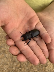 Lucanus mazama