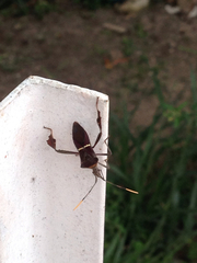 Leptoglossus macrophyllus