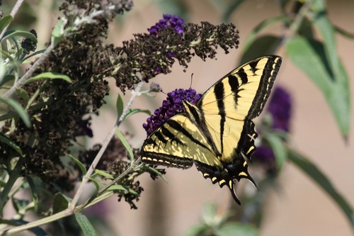 iNaturalist observation photo of Western Tiger Swallowtail