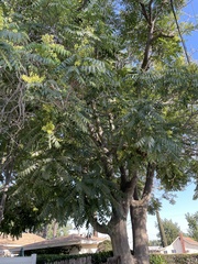 Ailanthus altissima