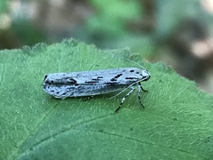 Ethmia discostrigella