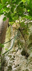 Selenicereus triangularis