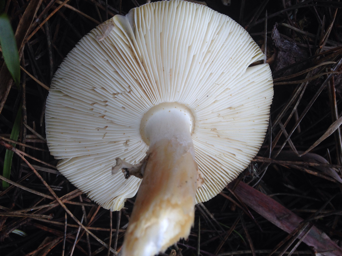 Amanita gemmata image
