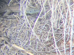 Aspidoscelis neomexicanus