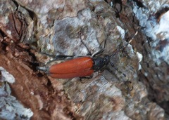 Brachyleptura