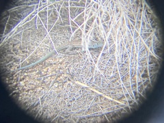 Aspidoscelis neomexicanus