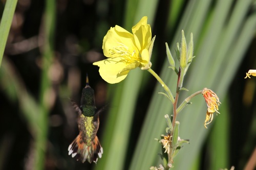 iNaturalist observation photo of tall evening primrose