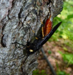 Urocerus cressoni