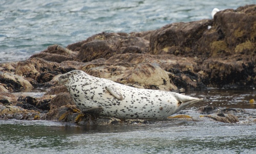Spotted Seal