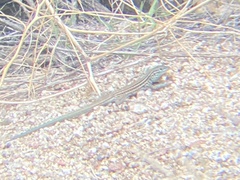 Aspidoscelis neomexicanus