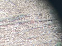 Aspidoscelis neomexicanus