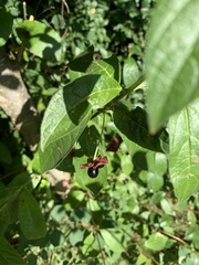 Lonicera involucrata