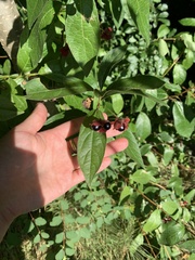 Lonicera involucrata