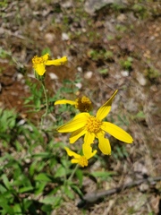 Arnica lonchophylla