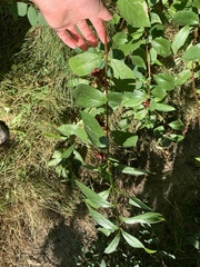 Lonicera involucrata
