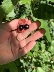 Lonicera involucrata
