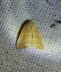 Bagisara rectifascia