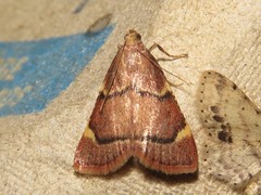 Hypsopygia thymetusalis