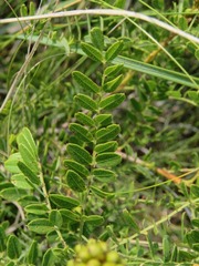 Amorpha nana